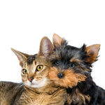 Mascotas