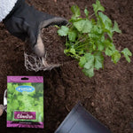 semillas de Cilantro Anasac, sobre de 5 gramos