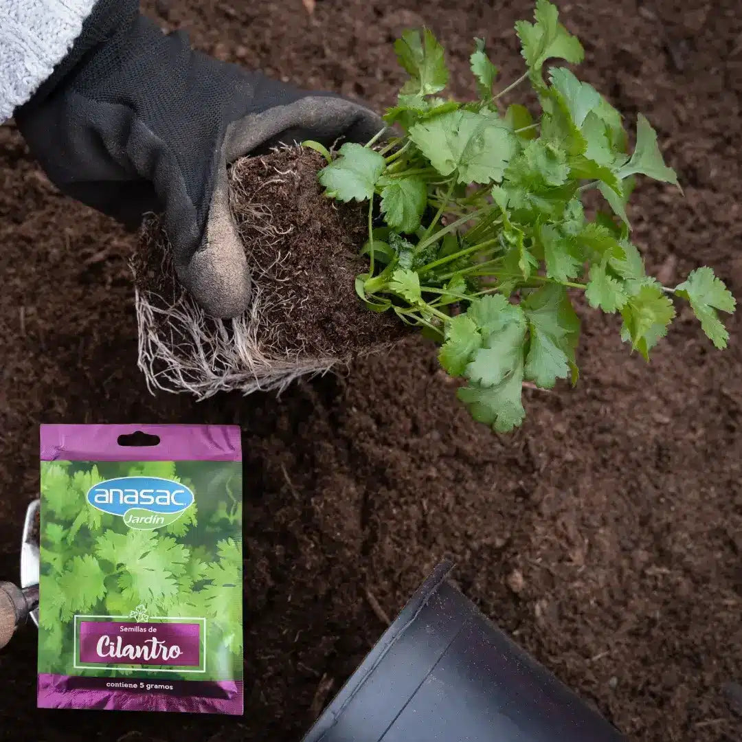 semillas de Cilantro Anasac, sobre de 5 gramos