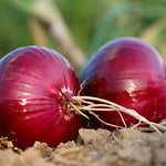 Cebolla morada
