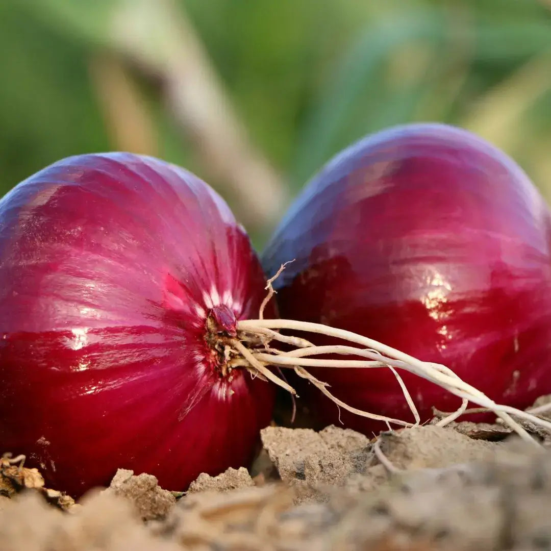 Cebolla morada