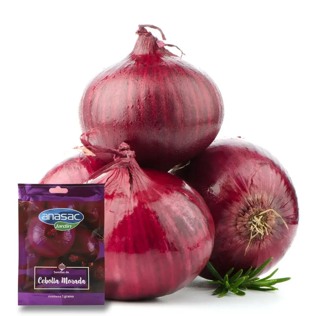 Cebolla morada