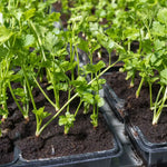 Semilla Perejil Anasac (5gr) - Cultiva perejil fresco en tu hogar