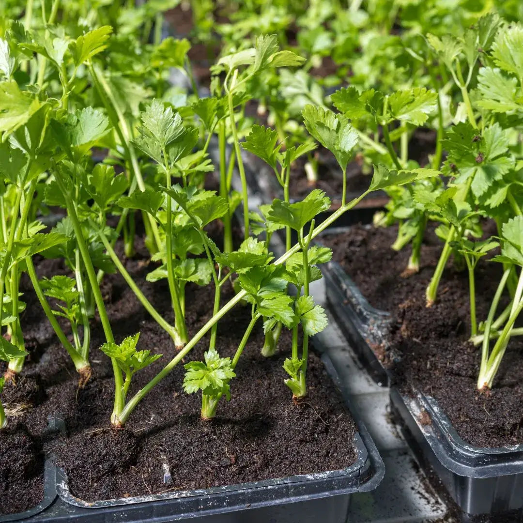 Semilla Perejil Anasac (5gr) - Cultiva perejil fresco en tu hogar