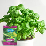 Semilla de Albahaca Anasac.