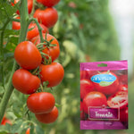 Semillas de Tomate Anasac.