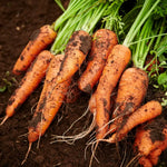 Semillas de zanahoria para siembra directa, alta nutrición.