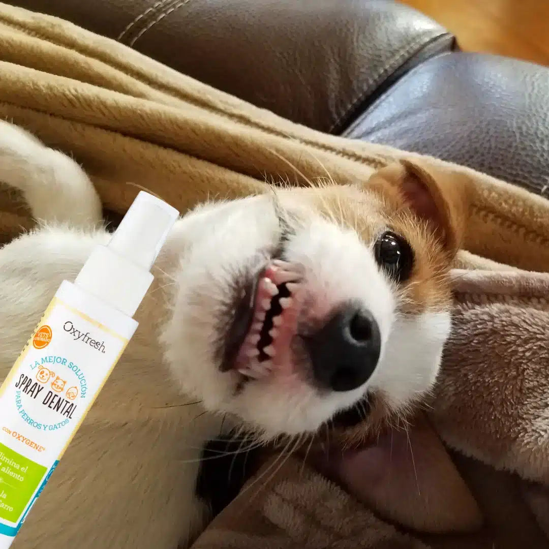 Spray dental Oxyfresh para mascotas que ayuda a mantener higiene bucal
