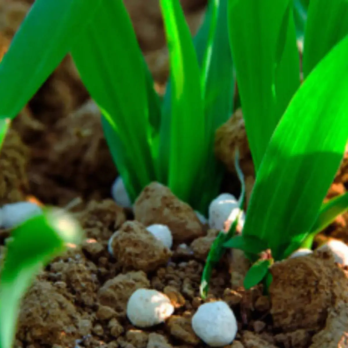 Urea Granulada Dideval de 1 kg