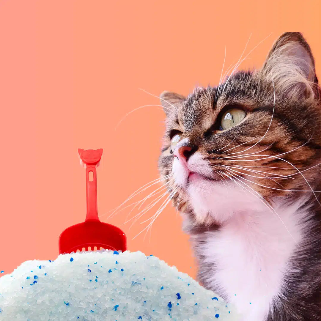 cristales sanitarios Fit Formula con aroma a lavanda para gatos, alta absorción y control de olores