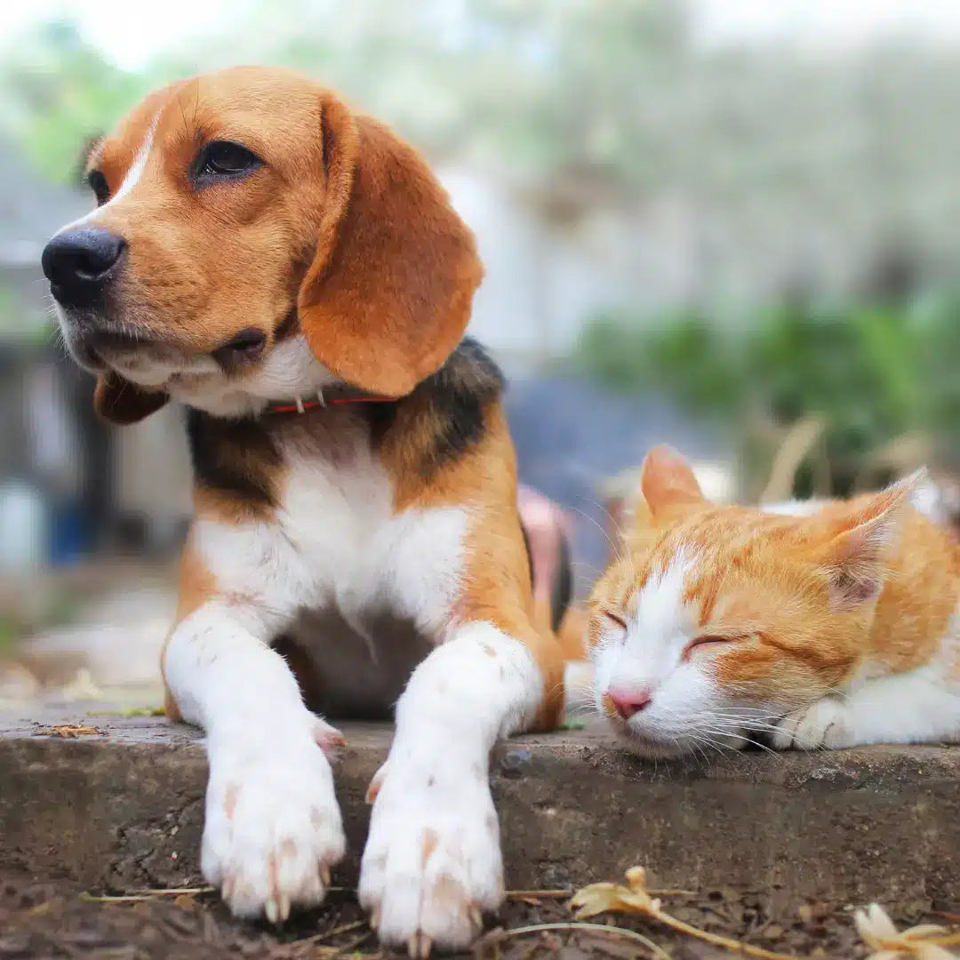 suplemento probiótico Bio Power para perros y gatos, para salud digestiva e intestinal