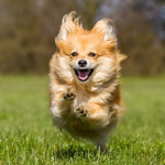 Calvipet, suplemento en polvo de calcio y vitaminas para fortalecer la salud ósea y dental en perros, 100 gramos