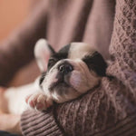 suplemento multivitamínico Doguivit para cachorros, formulado para promover el crecimiento fuerte y el desarrollo saludable de huesos y sistema inmune.