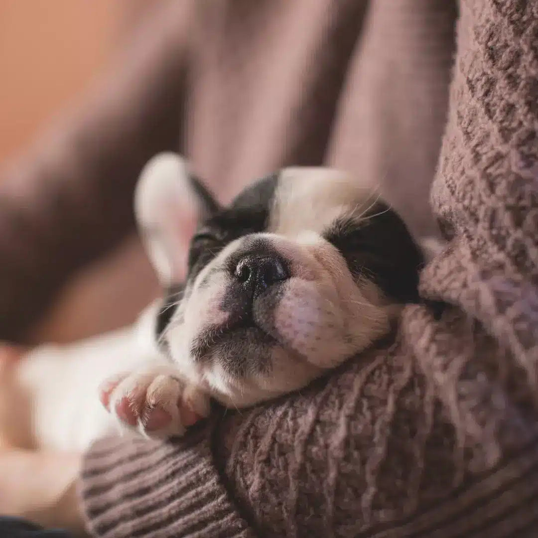 suplemento multivitamínico Doguivit para cachorros, formulado para promover el crecimiento fuerte y el desarrollo saludable de huesos y sistema inmune.