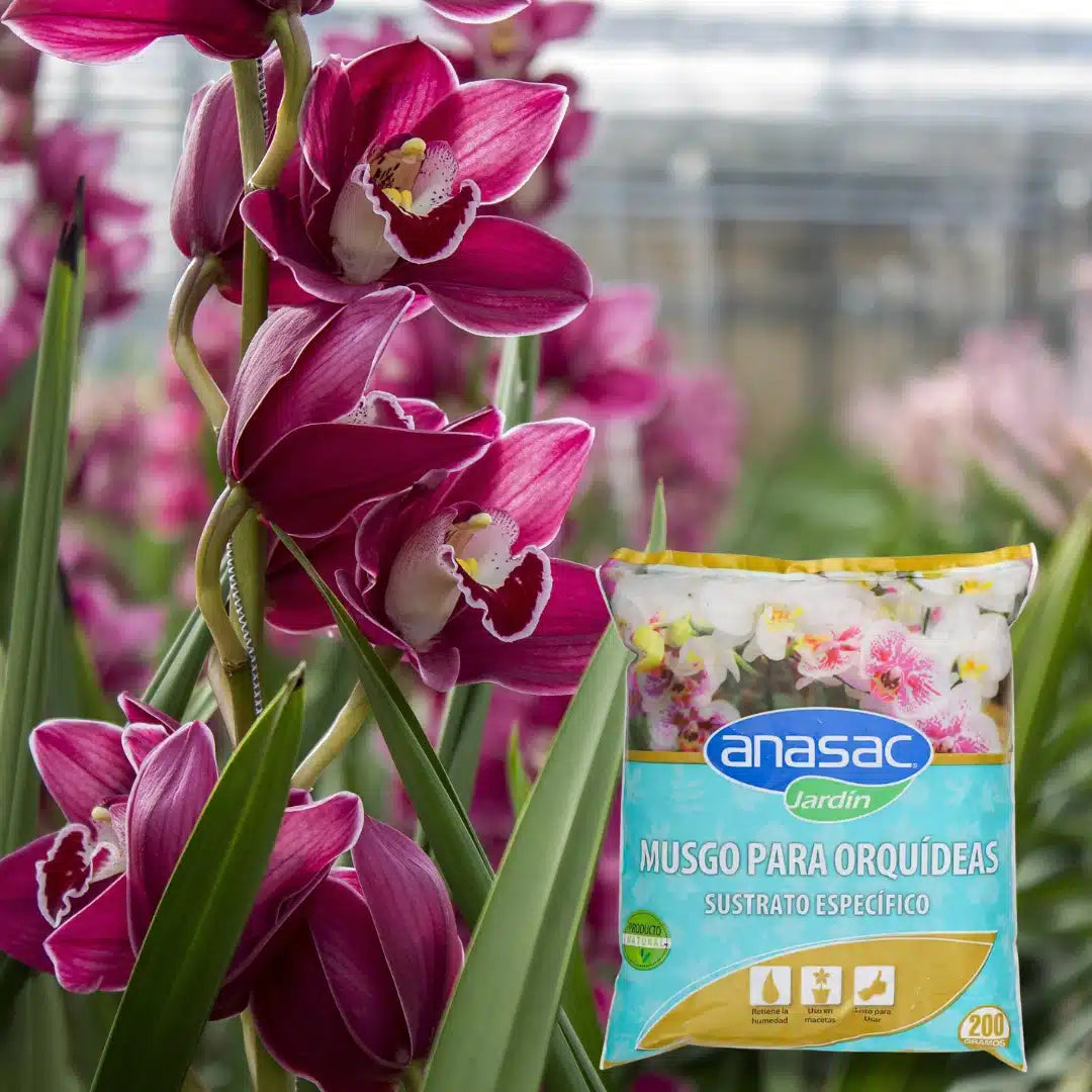 musgo sphagnum, musgo para orquideas, comprar musgo para orquideas, musgo de orquidea,