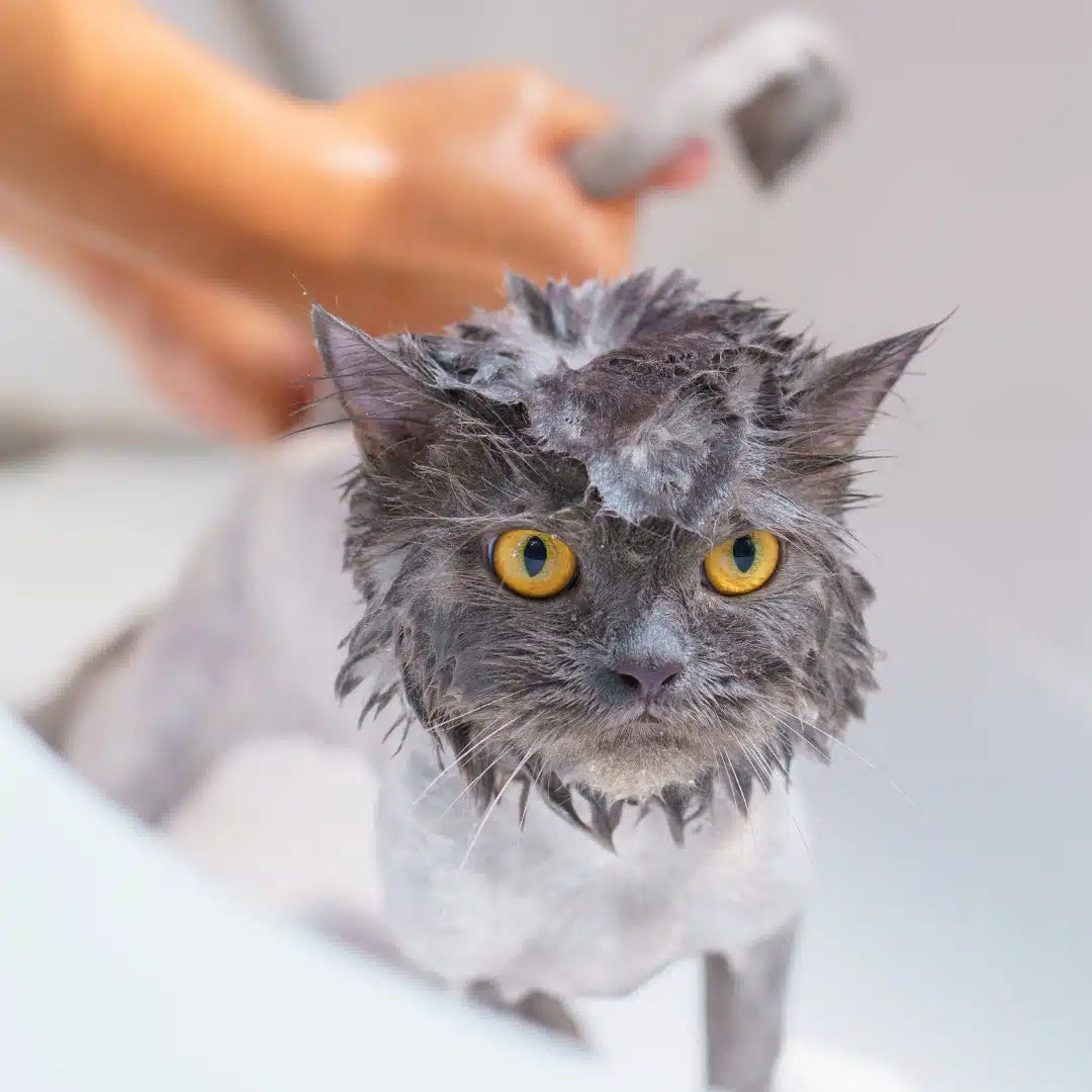 shampoo antialérgico Alerdrag para la piel sensible de perros y gatos