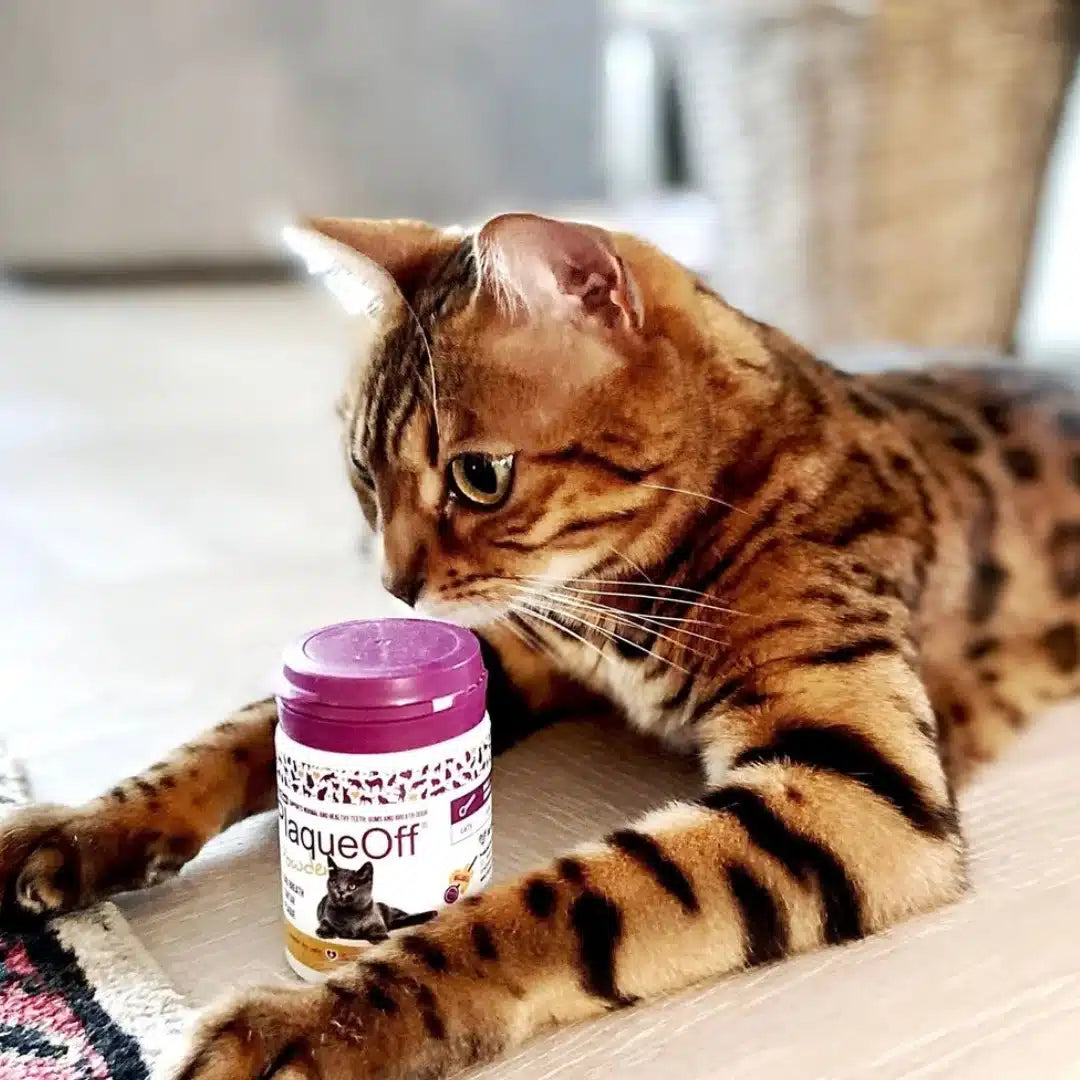 Proden PlaqueOff en polvo para gatos, suplemento natural a base de algas para combatir el sarro y el mal aliento felino.
