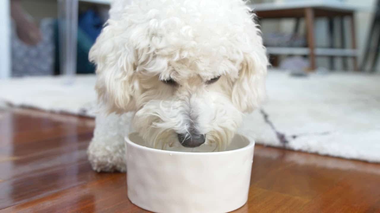 Aditivo Oxyfresh 237 ml para limpieza dental de perros.