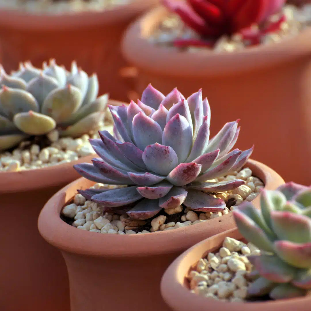sustrato para suculentas, tierra para suculentas, tierra para suculentas y cactus´, sustrato para cactus, sustrato para cactus y suculentas