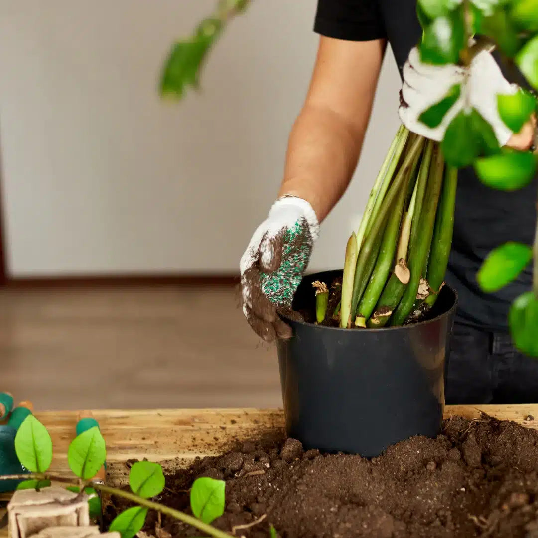 tierra para trasplante, Anasac, productos anasac, tierra para trasplantar, tierra para trasplantar plantas