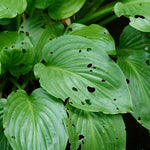 toximol pellet, Molusquicida, cebo para caracoles y babosas, molusquicida agricola, molusquicidas